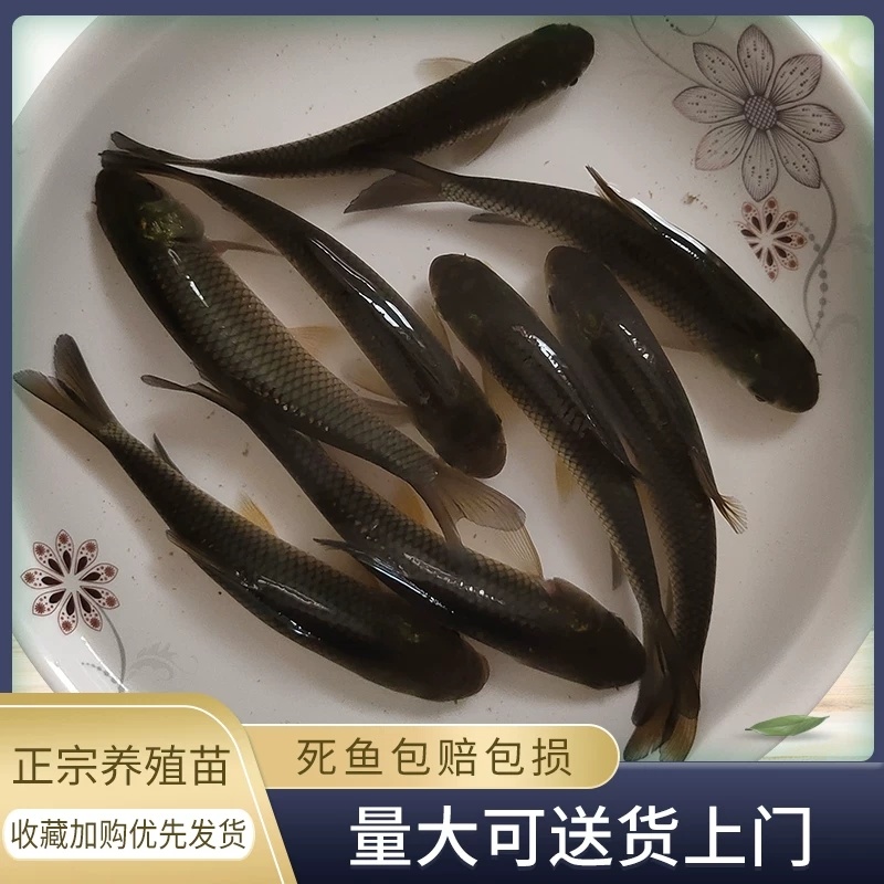 草鱼苗/长江草鱼苗/江西宜春樟树市鱼苗养殖基地对接全国