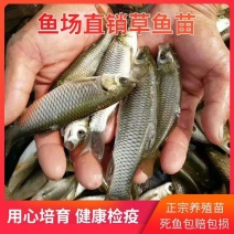 草鱼苗/长江草鱼苗/江西宜春樟树市鱼苗基地一条龙服务