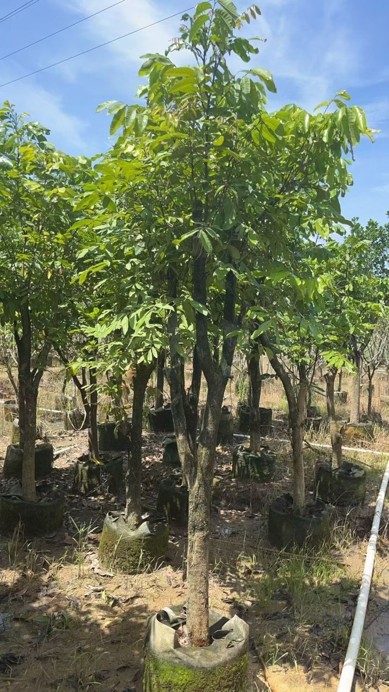 龙眼10公分，大量现货