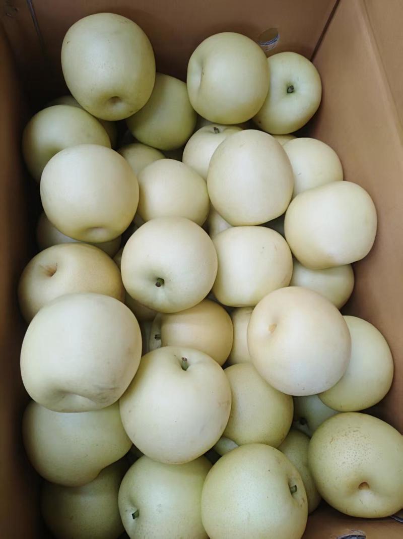 精品皇冠梨/产地直发/价格便宜/各种梨品种齐全/大量供应