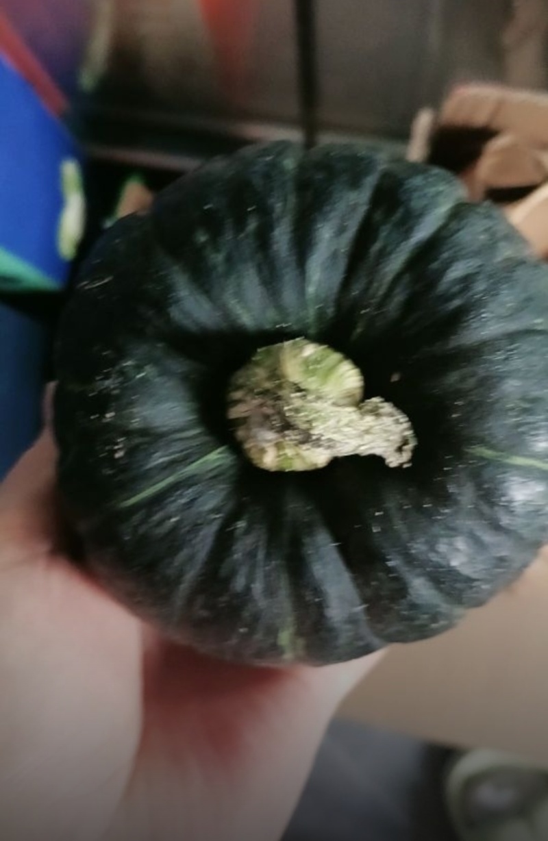 贝贝南瓜