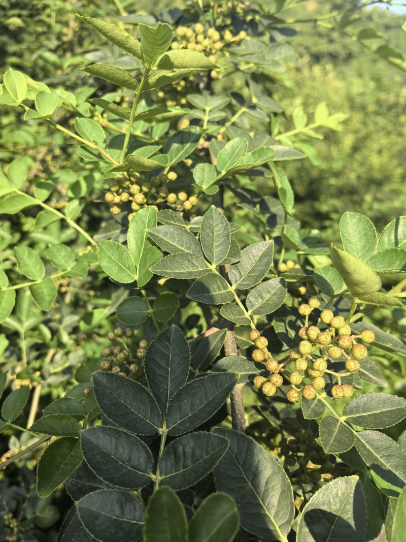 金堂县本地青红鲜花椒大量上市，椒香味浓！