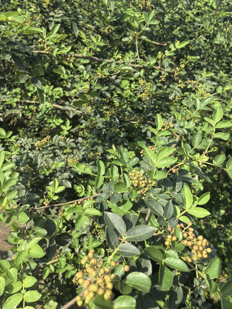金堂县本地青红鲜花椒大量上市，椒香味浓！