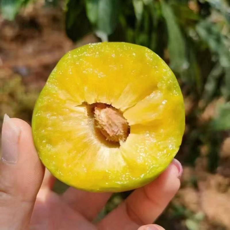 四川清脆脱骨李子薄皮青皮脆李口感脆甜化渣产地直发