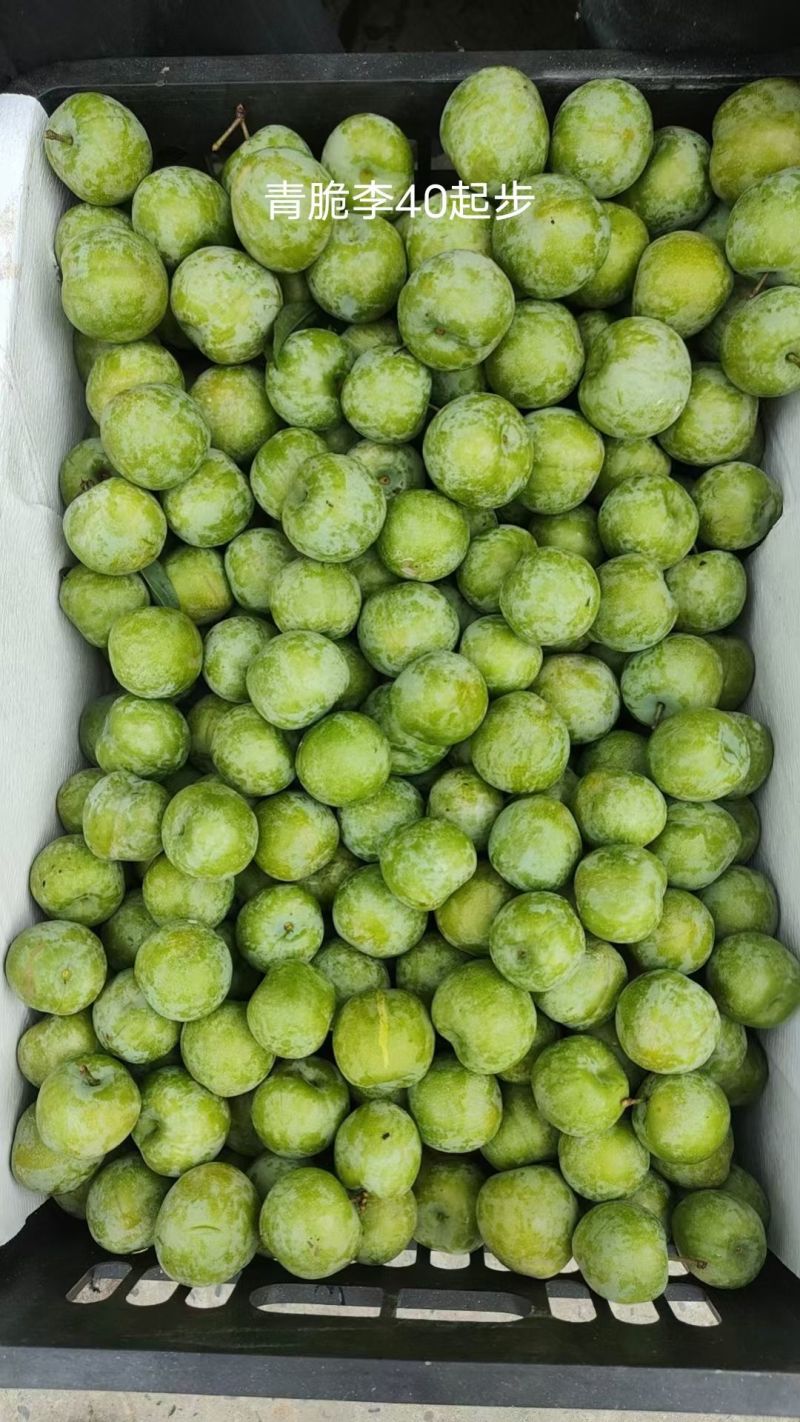 四川清脆脱骨李子薄皮青皮脆李口感脆甜化渣产地直发