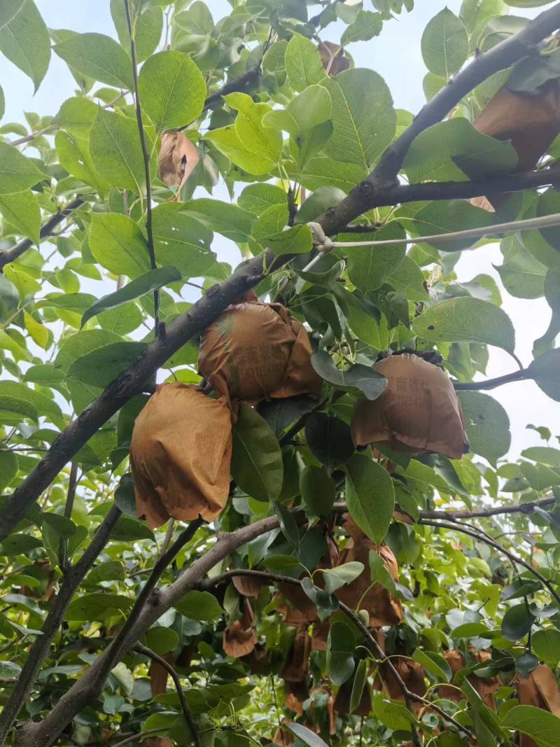 编号武01套袋皇冠梨基地供应，欢迎各位老板实地考察}