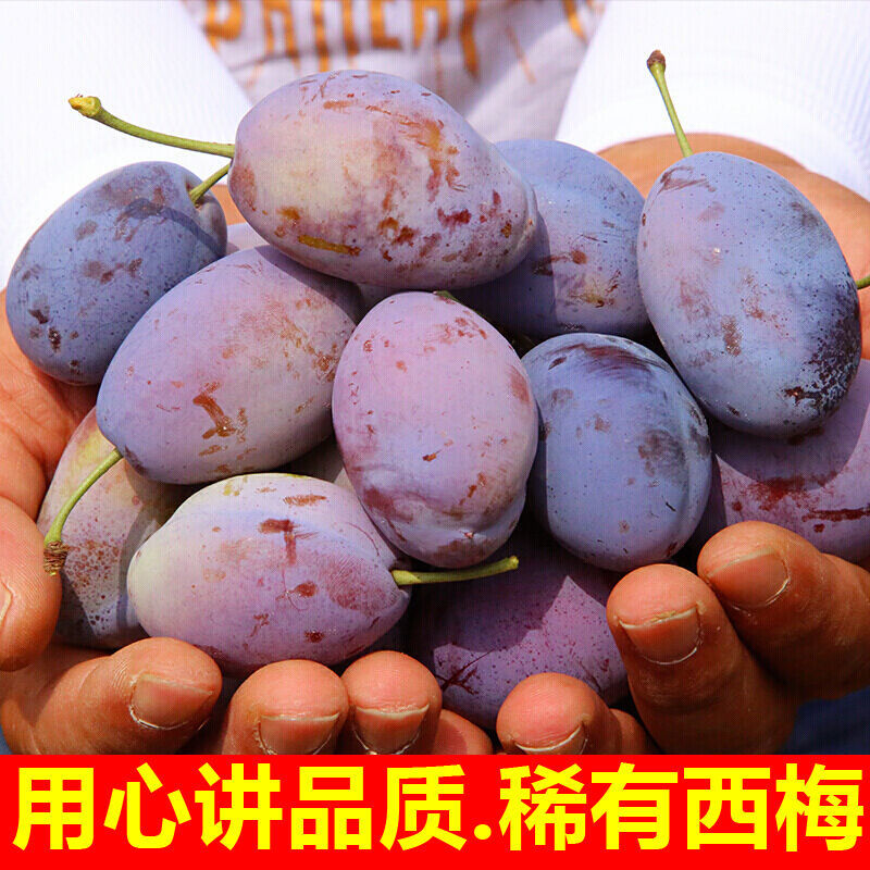 西梅对接各大电商社区团购平台一件代发日供30000单