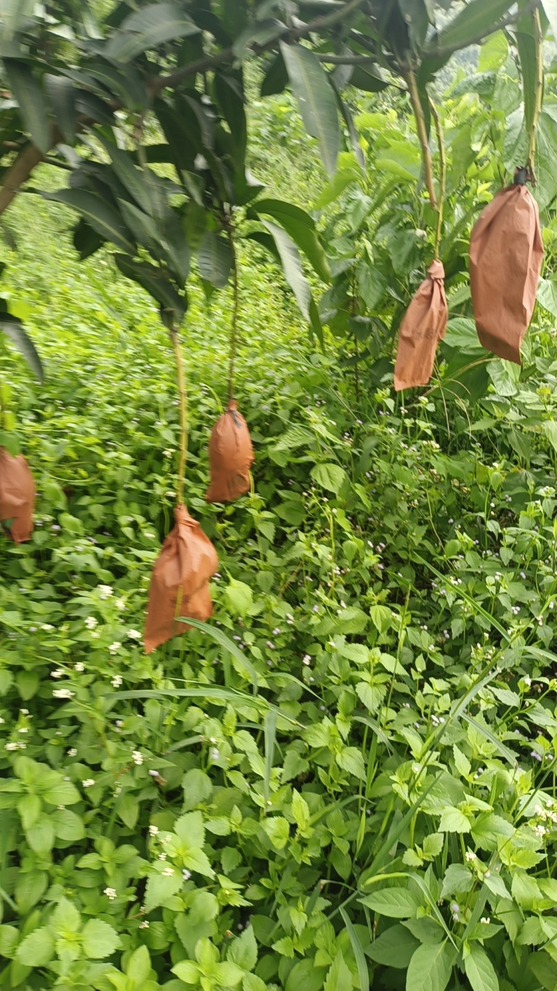 金煌
