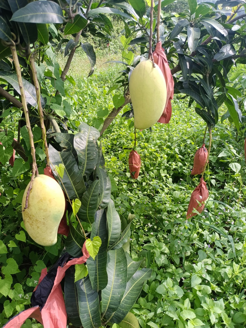 金煌