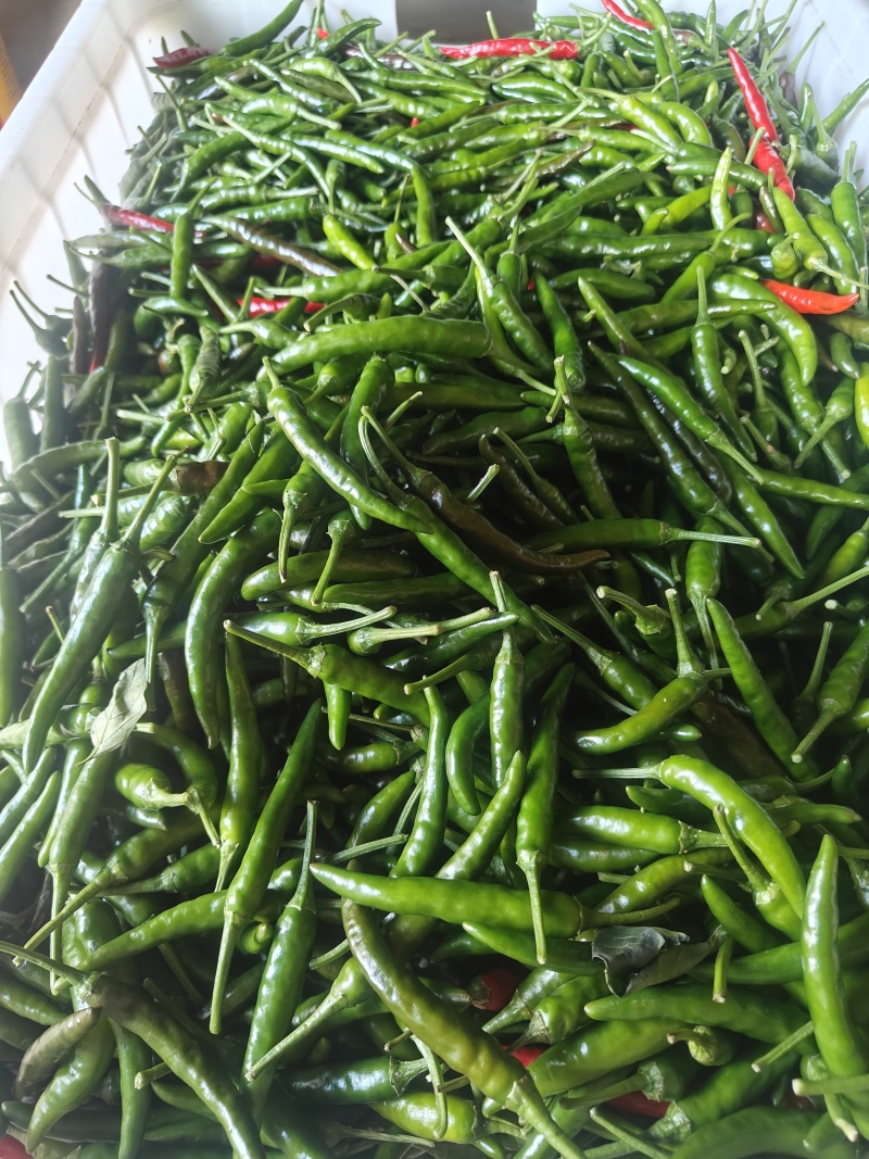朝天椒