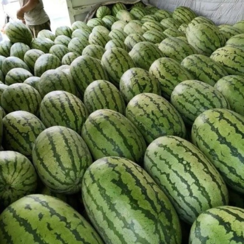 宁夏西瓜金城5号西瓜大量上市品质保证量大从优一手货