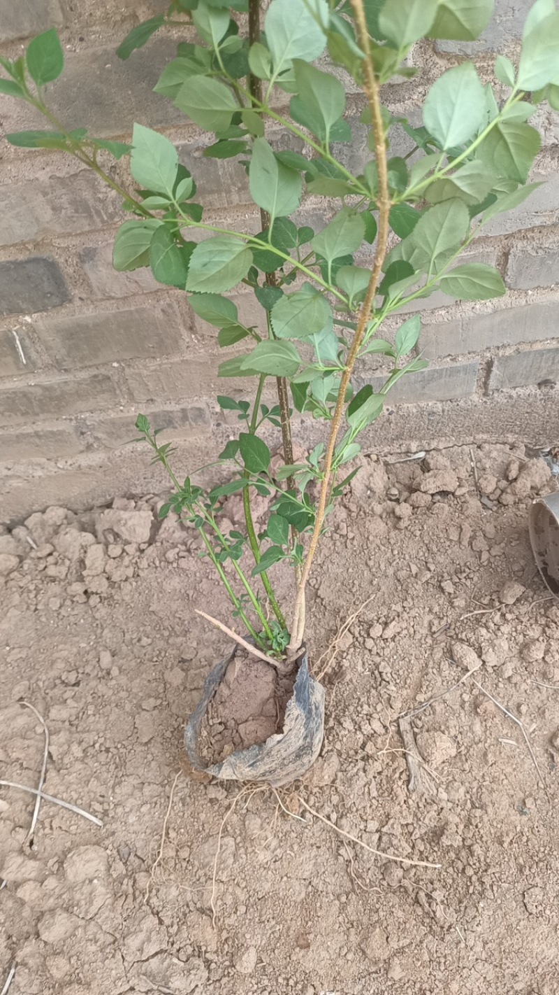 连翘苗别再买贵了基地直发量大更划算放心