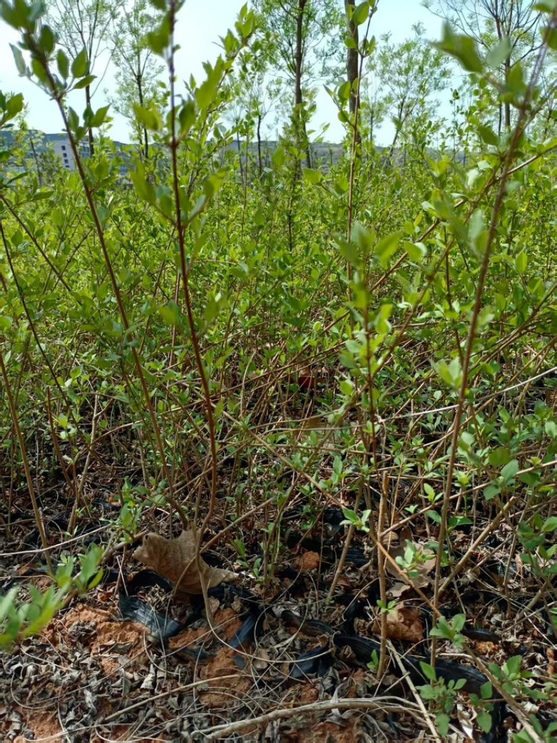连翘苗别再买贵了基地直发量大更划算放心