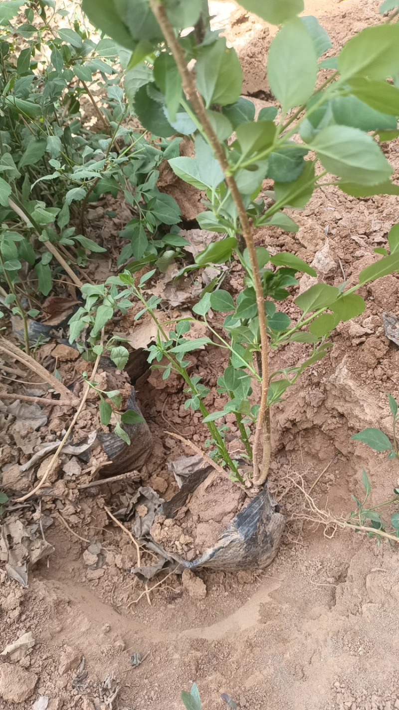 连翘苗别再买贵了基地直发量大更划算放心