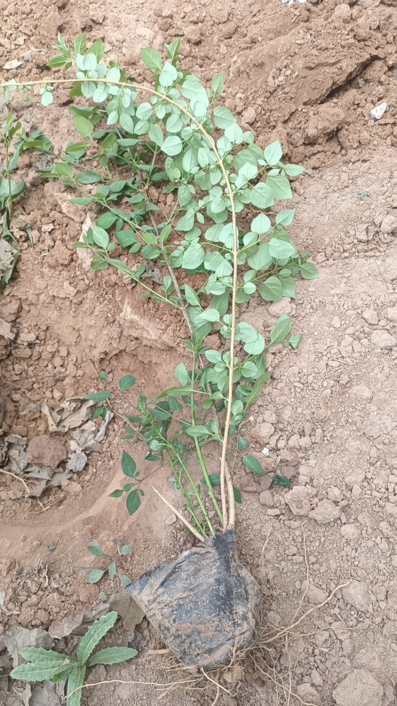 连翘苗别再买贵了基地直发量大更划算放心