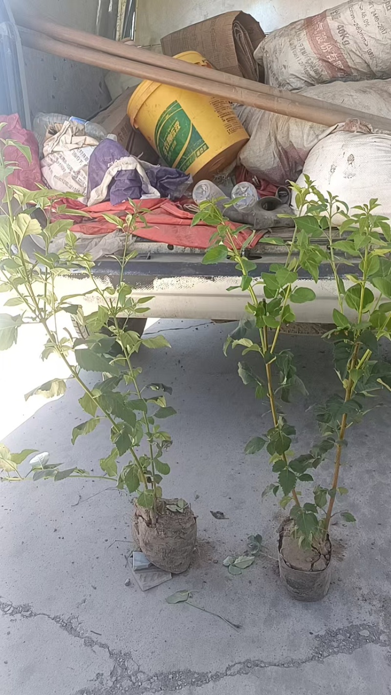 连翘苗别再买贵了基地直发量大更划算放心