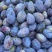 陕西大荔蓝蜜西梅新鲜水果核果仁果类产地直发