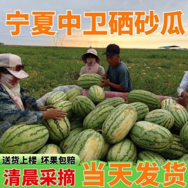 新鲜宁夏中卫硒砂瓜石头瓜现摘现发