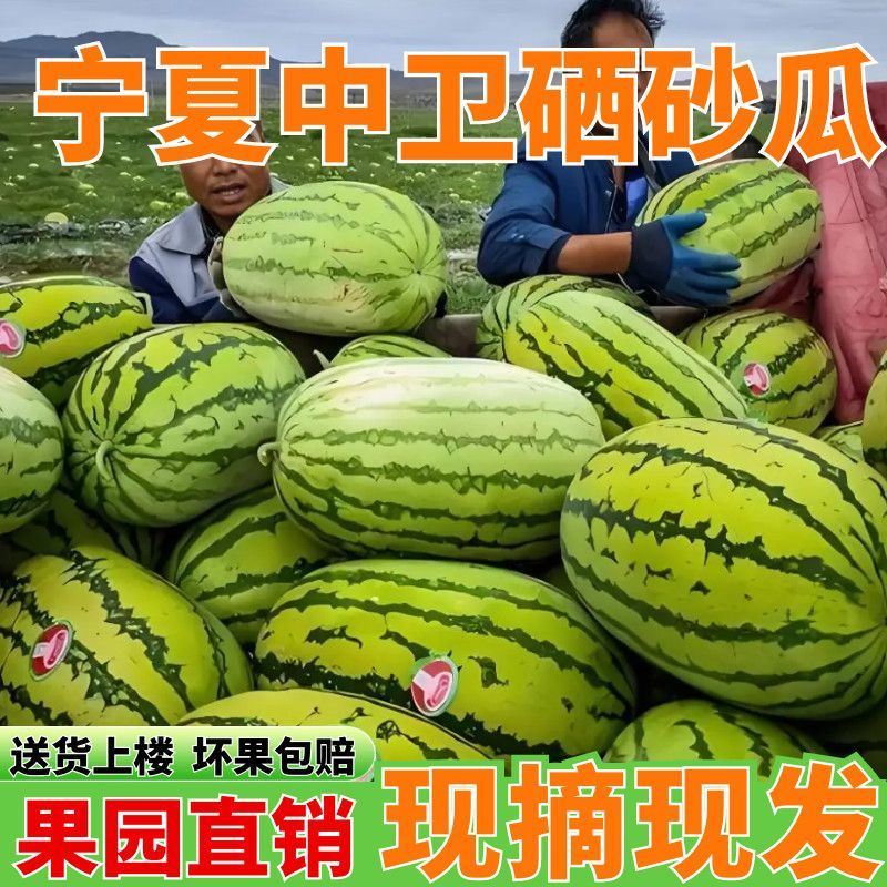 新鲜宁夏中卫硒砂瓜石头瓜现摘现发