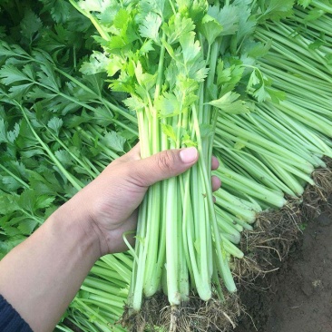 宁夏小香芹新鲜采摘农家自种