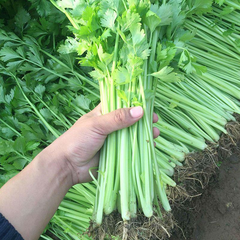 宁夏小香芹新鲜采摘农家自种