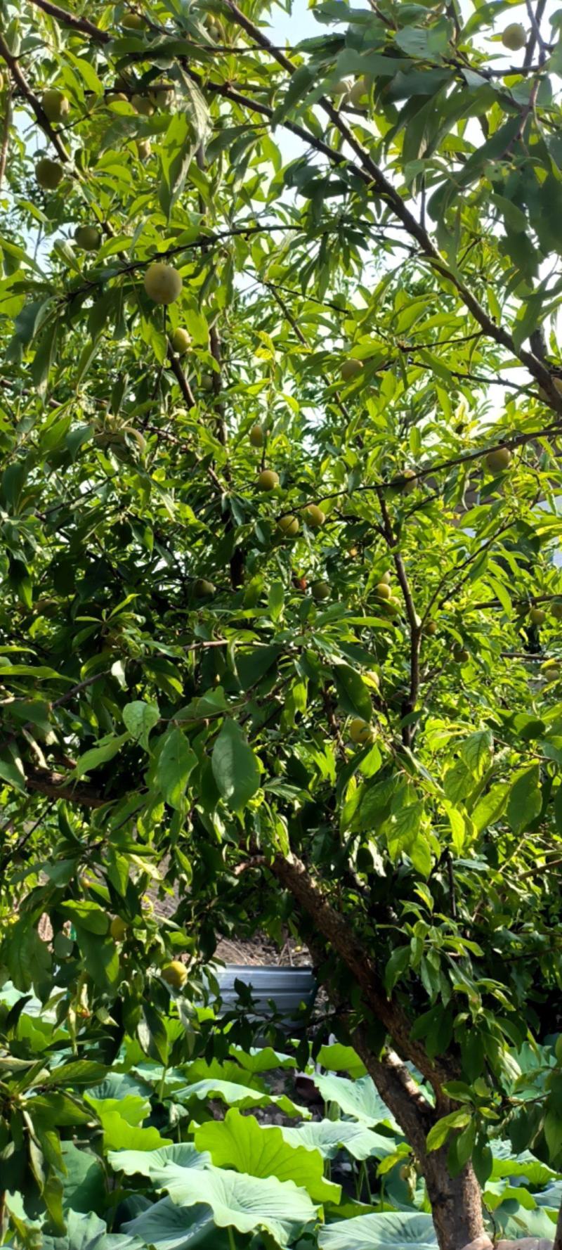 奉节脆李