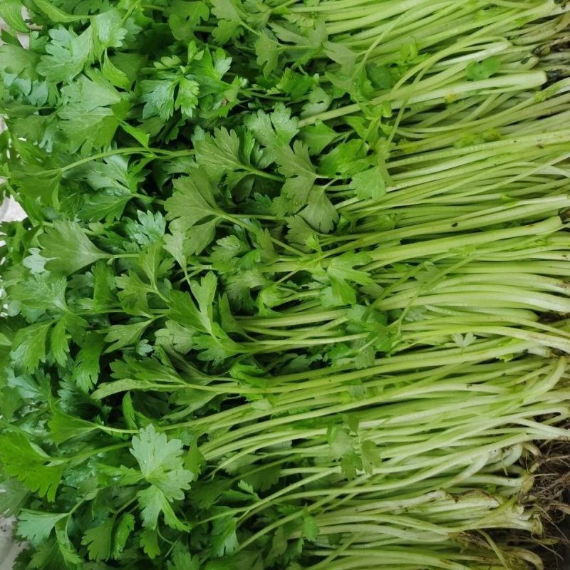 宁夏小香芹新鲜采摘农家自种