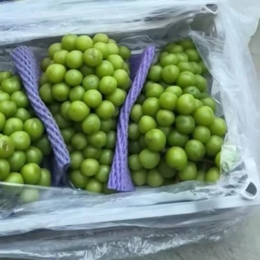 湖北钱江阳光玫瑰产地直发品质保证量大从优可视频