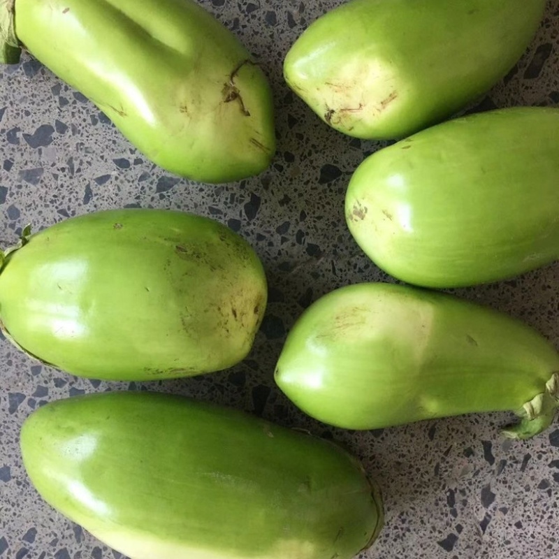 基地青茄新鲜青茄子，正宗美味，货源充足，品质保证！