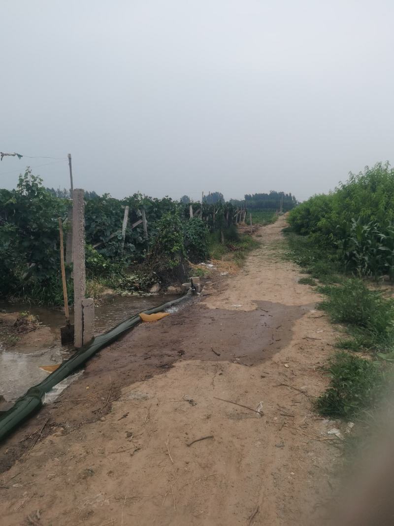安平01双层带套巨峰葡萄基地供应{安平分部}