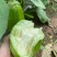 基地青茄新鲜青茄子，正宗美味，货源充足，品质保证！