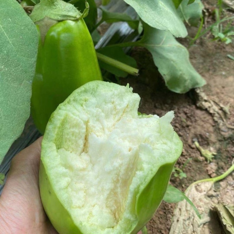 基地青茄新鲜青茄子，正宗美味，货源充足，品质保证！