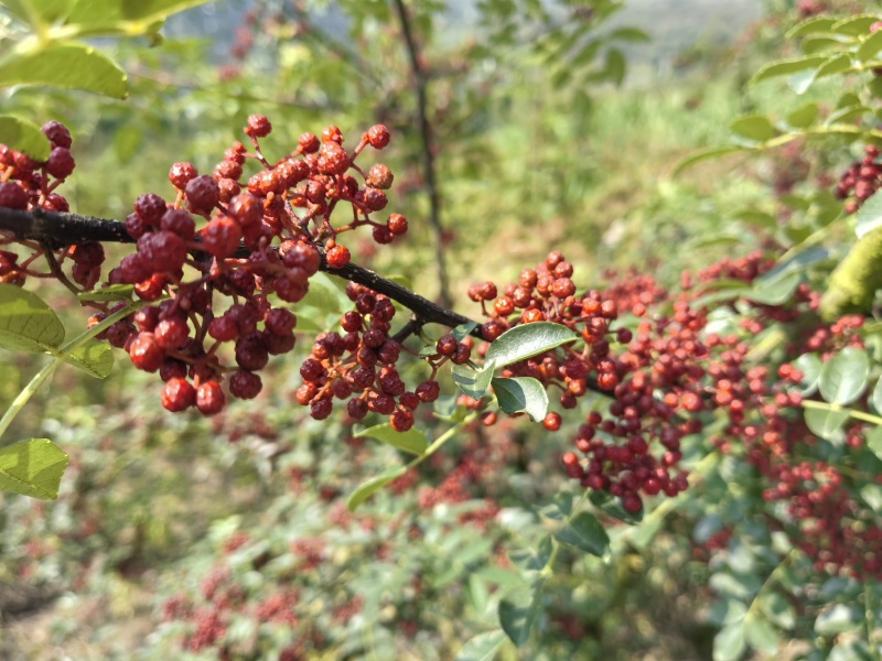 四川花椒大红袍花椒贡椒基地一手货源大量有货