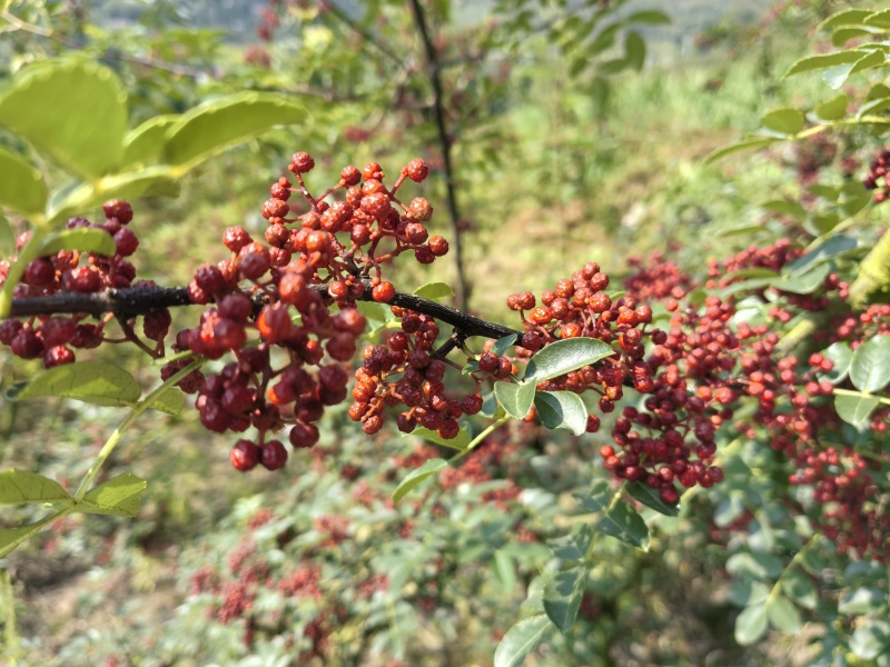 四川花椒大红袍花椒贡椒基地一手货源大量有货