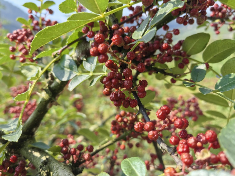 四川花椒大红袍花椒贡椒基地一手货源大量有货