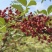 四川花椒大红袍花椒贡椒基地一手货源大量有货