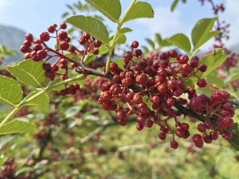 四川花椒大红袍花椒贡椒基地一手货源大量有货