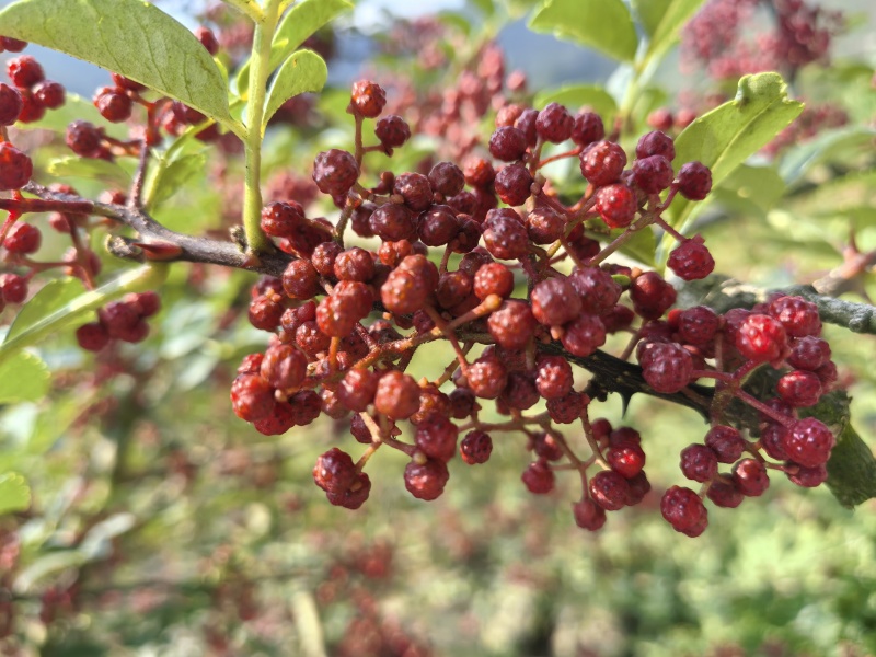 四川花椒大红袍花椒贡椒基地一手货源大量有货