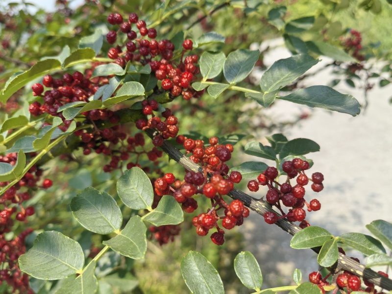 四川花椒大红袍花椒贡椒基地一手货源大量有货