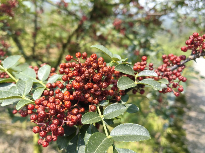 四川花椒大红袍花椒贡椒基地一手货源大量有货