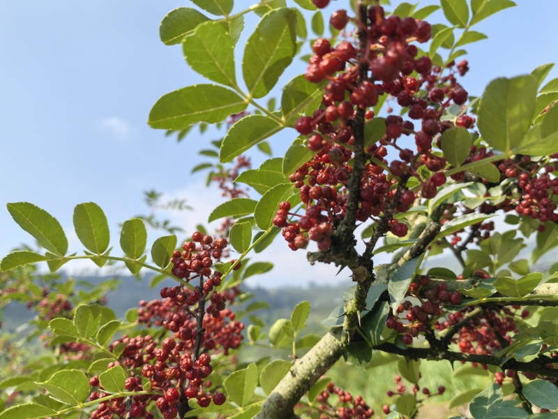 四川花椒大红袍花椒贡椒基地一手货源大量有货