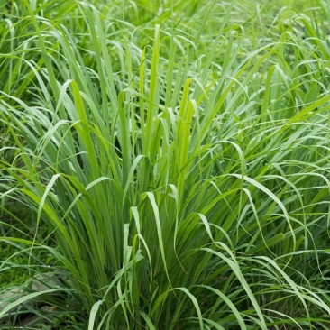 泰式香料香茅