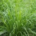 泰式香料香茅