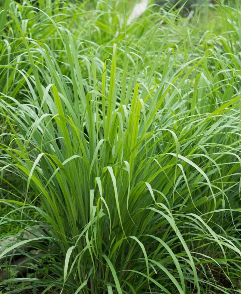 泰式香料香茅