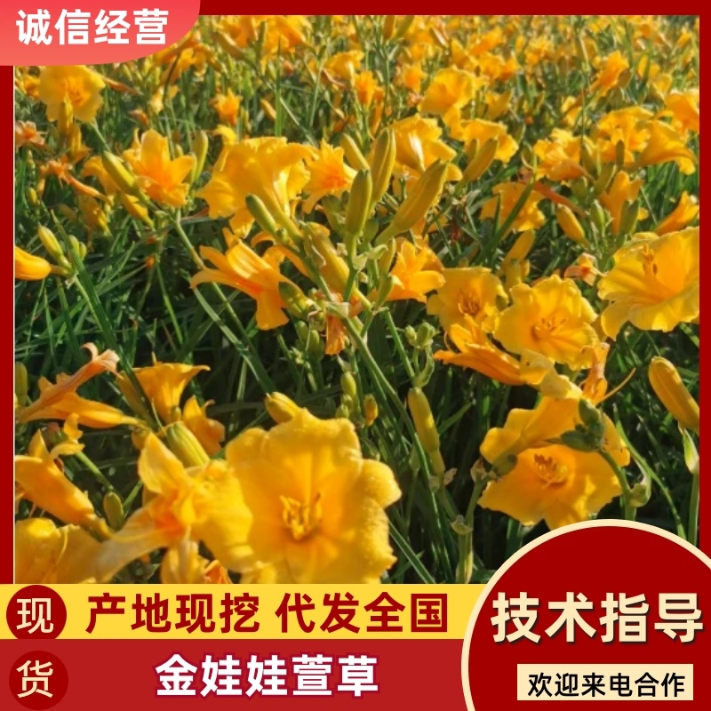金娃娃萱草，多年生宿根花卉，苗圃海量直销，保证数量和质