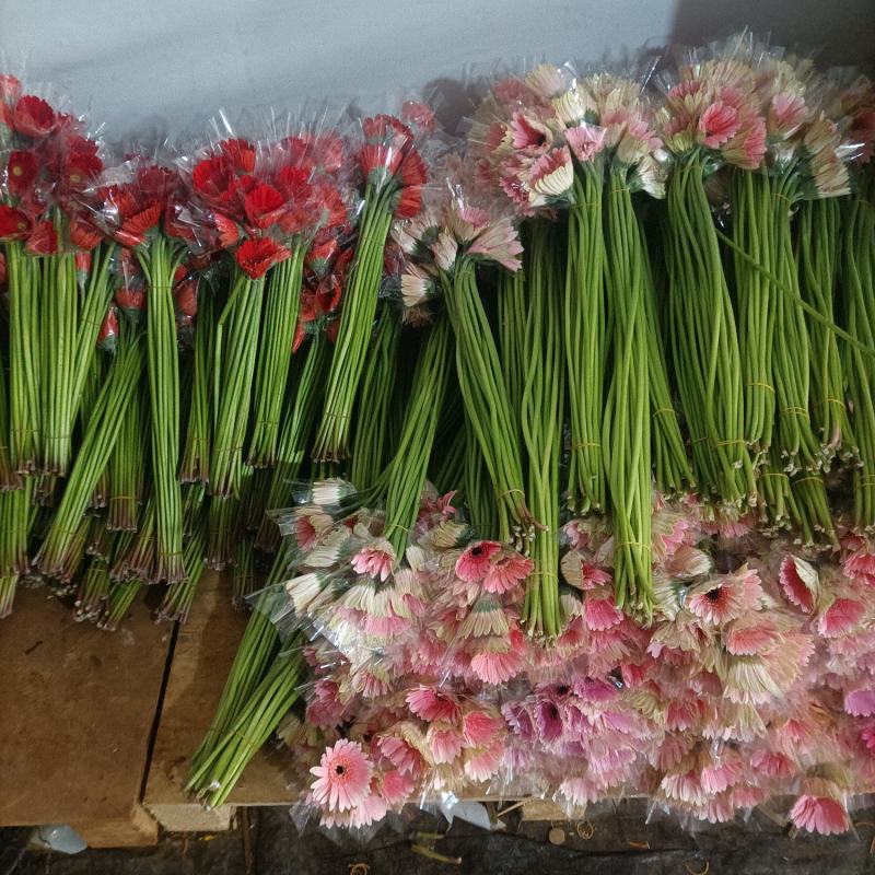 非洲菊源头基地直发一件包邮