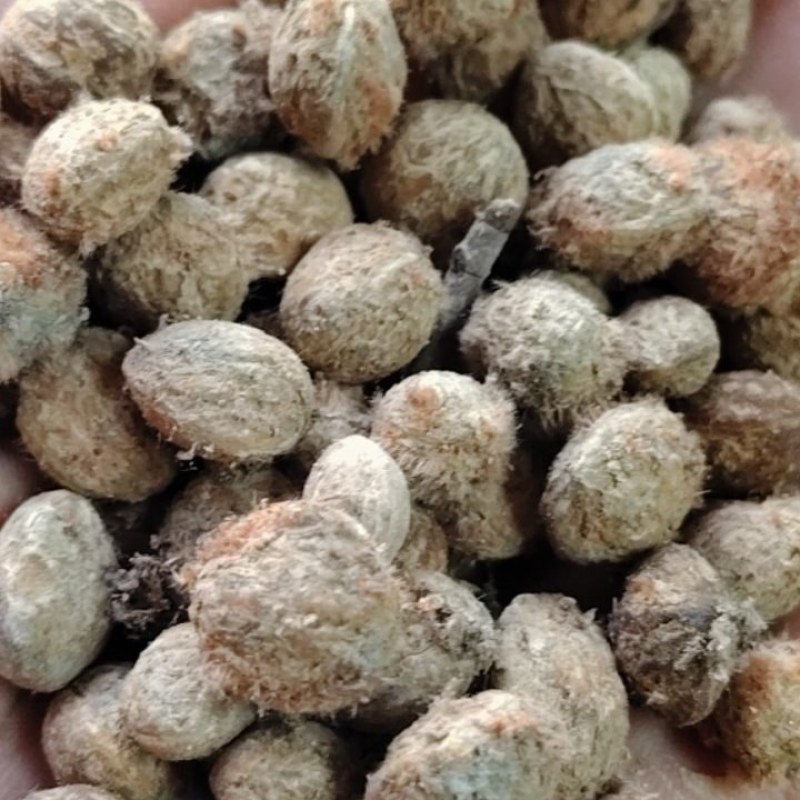 新鲜的杨梅种子一地直销一手货源欢迎大家下单采购。