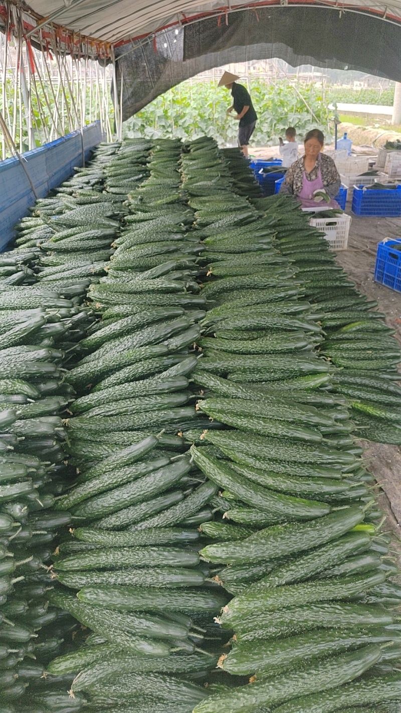 大量黄瓜上市，有需要的老板拿去发财