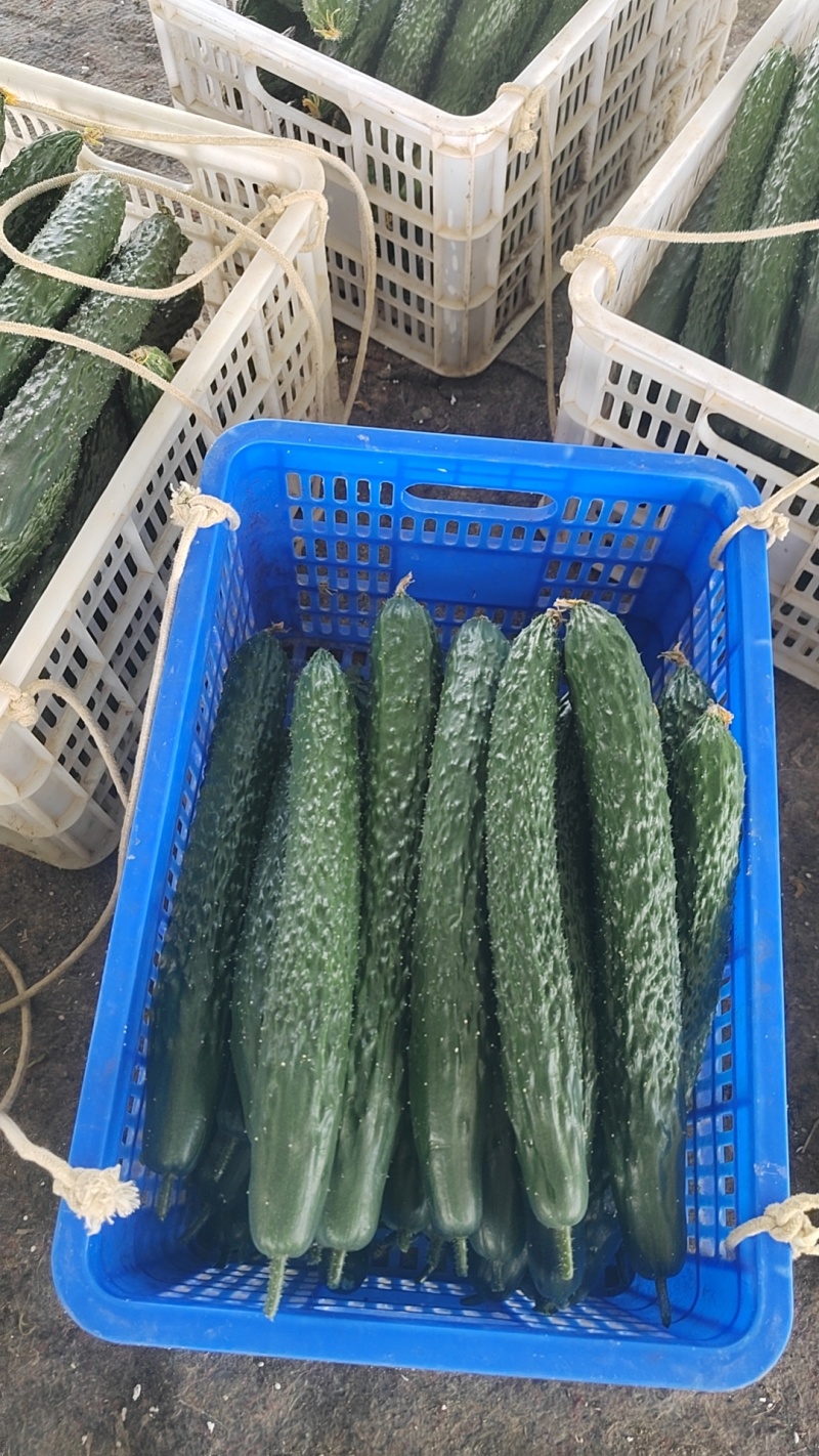 大量黄瓜上市，有需要的老板拿去发财