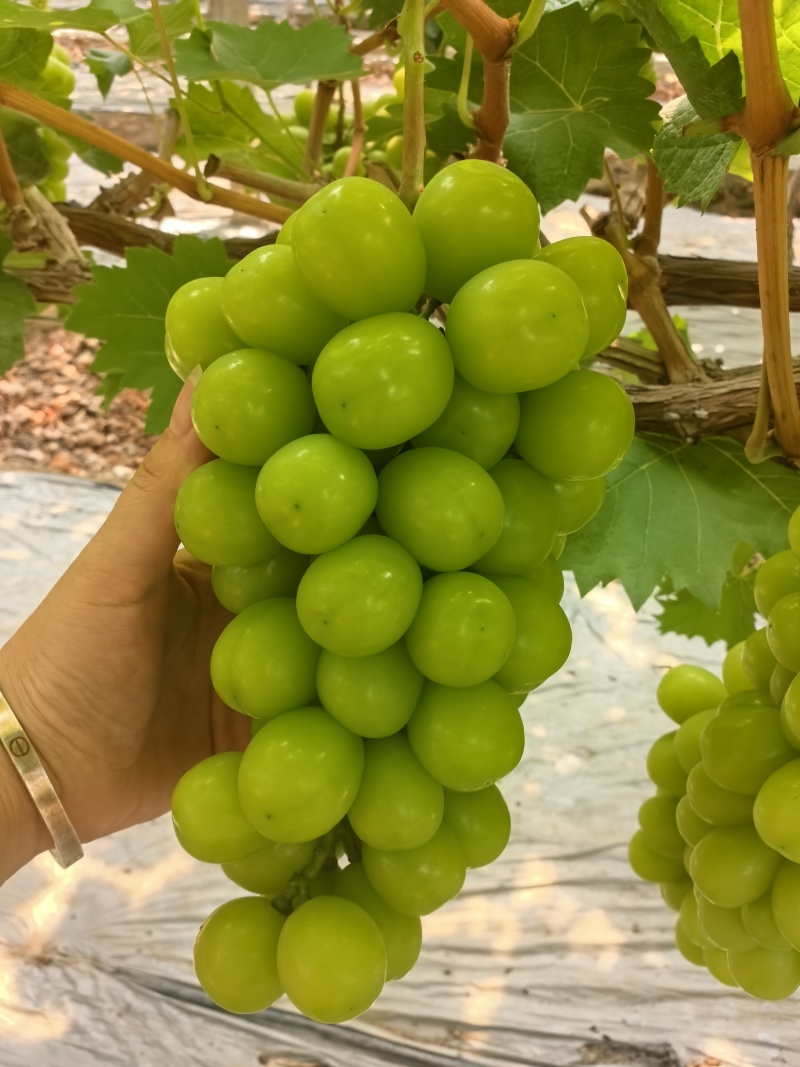 彭山区果园村阳光玫瑰
